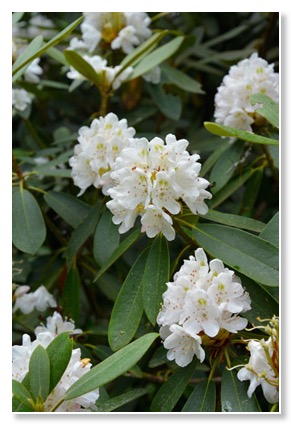 Rhododendron