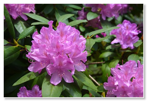 Hybrid Rhododendron