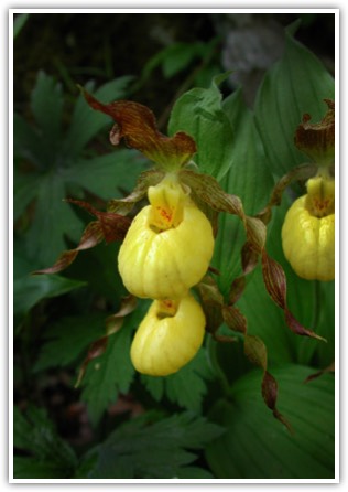 Cypripedium parviflorum